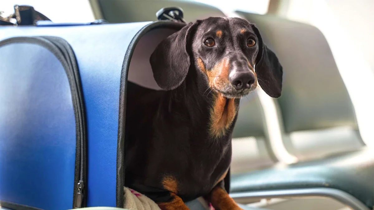 Kedi, Köpek, Kuş ve Balık Taşımacılığı: Her Hayvana Özel Yaklaşım Şart!