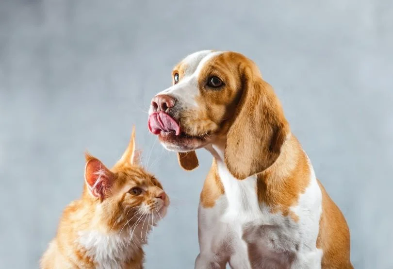 Özel Taşıma Çözümleri (Kedi, Köpek, Kuş, Balık)